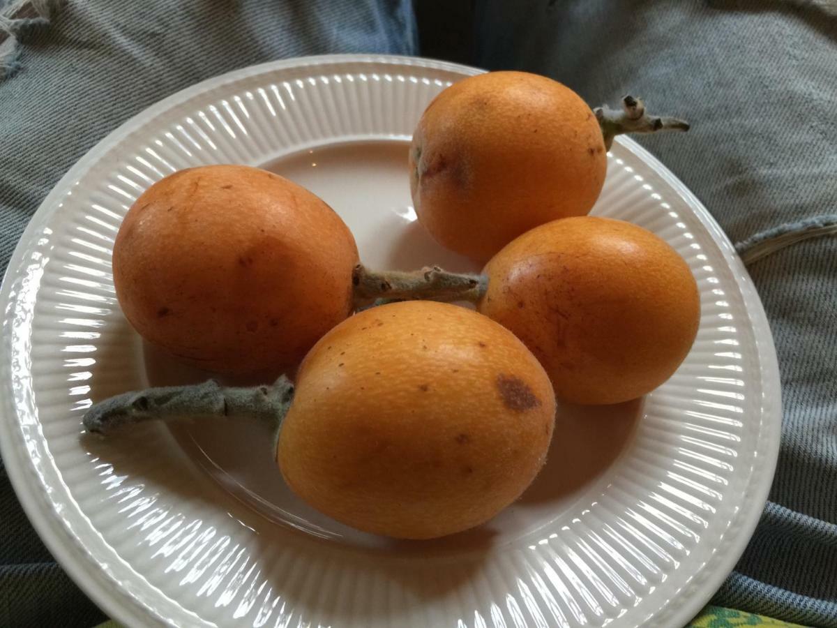 מלון פינסטראט La Yurta Naranja מראה חיצוני תמונה
